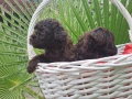 Шоколадови Пудели, снимка 6