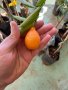 Лимон Мандарина Портокал Помело Лайм Лаймкуат Кумкуат Мандаринкуат, снимка 11