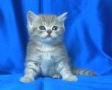 Британски късокосмести котата, снимка 6