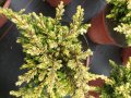 Хвойна Голдшатс, Juniperus Goldschats, студоустойчива!!, снимка 5