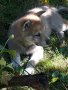 Чехословашки вълчак - малки кученца, снимка 5