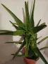 ГОЛЯМО АЛОЕ - Височина 60 см, снимка 3