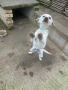 Продавам Кучета , снимка 2