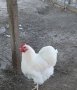 Бял орпингтон, снимка 1 - Кокошки и пуйки - 38102209