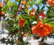 Punica granatum (Нар ,Пуника гранатум), снимка 1 - Градински цветя и растения - 43910789