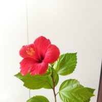 Китайски рози цвят червен празен фуния, снимка 3 - Стайни растения - 34949038