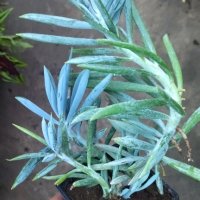 Сукулент Blue Stick
Curio talinoides
Сини пръсти!, снимка 2 - Стайни растения - 43010772