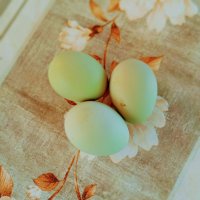 Ексел -яйца от порода снасяща синьо -зелени яйца  около 250 яйца , снимка 6 - други­ - 40631811