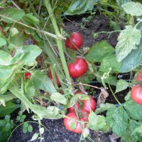 Разсад и семена от домат-Малинов винконте, снимка 5 - Сортови семена и луковици - 17473071