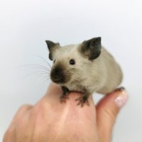 Сиамски мишки Siamese Sable , снимка 8 - Други - 43391311