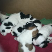 ПРОДАВАМ-продавам djack russell terrier 0406211147, снимка 7 - Джак ръсел териер - 32281099