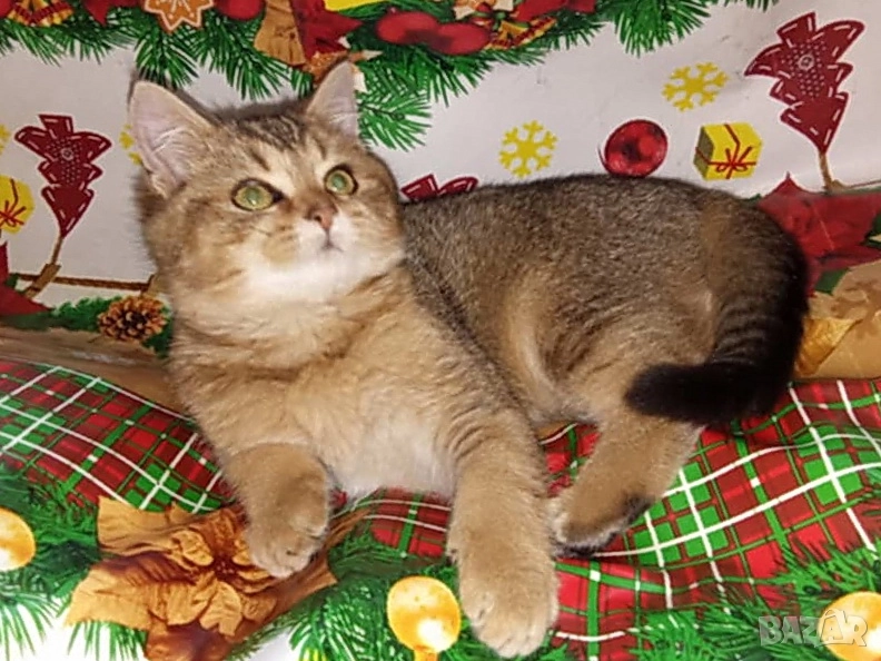 Британско котенце, коте цвят агути, британска котка , снимка 1