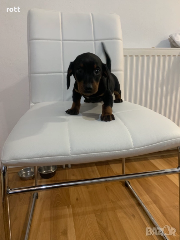 Дакел, снимка 1