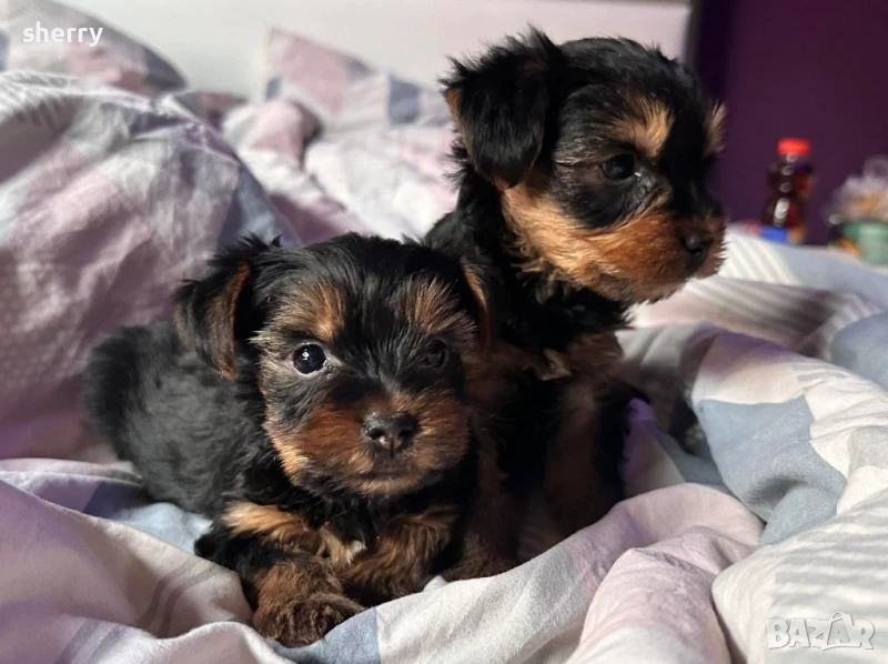 Мини Йоркширски териер , снимка 1