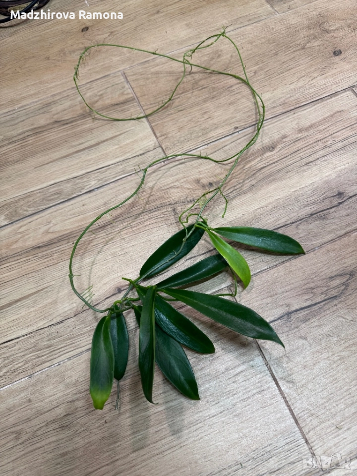 Hoya celata, снимка 1
