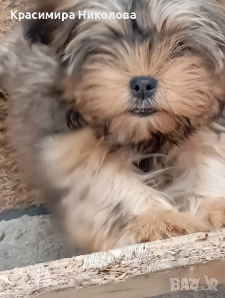 продавам 2 йоркита!.., снимка 1