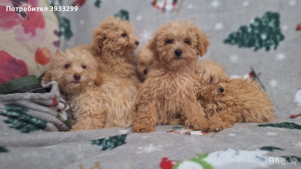 Пудел той пуделчета , снимка 1