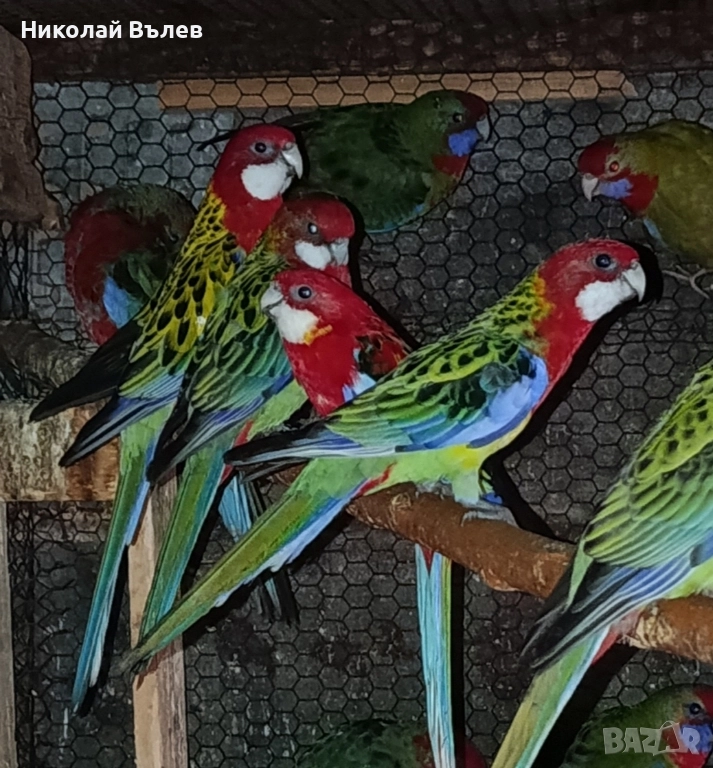 Розели и пенанти, снимка 1