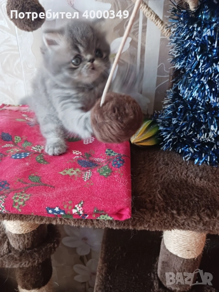 Продавам  персийско коте, снимка 1