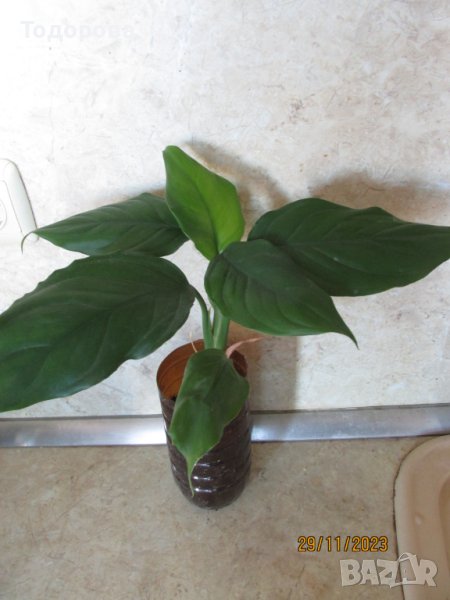 арабска кала, снимка 1