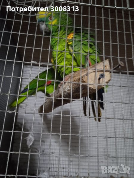 Синьочели амазони, снимка 1