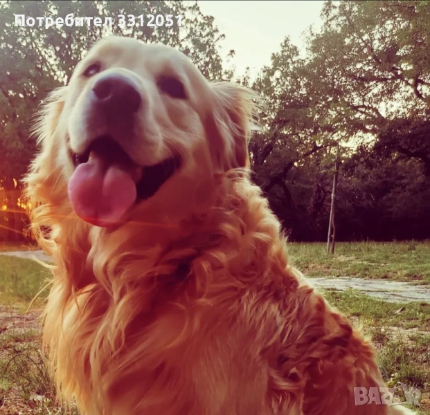 Голдън Ретривър търси Дама., снимка 1