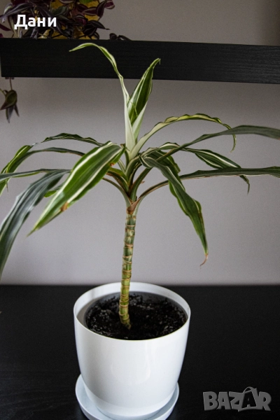 🌿 Драцена Lemon Lime – жизнена и лесна за отглеждане у дома 🌿 Готова за подарък, снимка 1