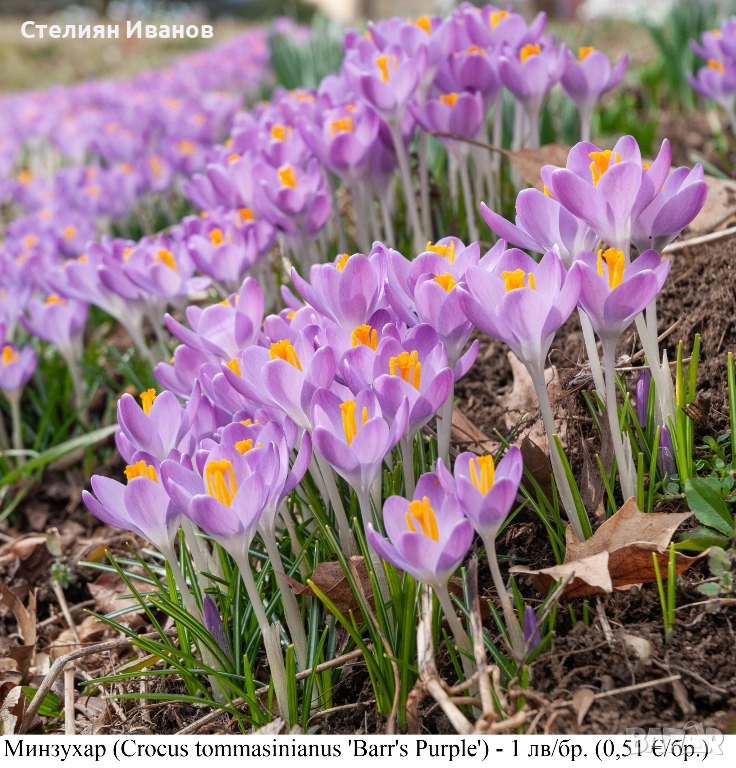 Минзухар (Crocus tommasinianus 'Barr's Purple') - луковици, снимка 1