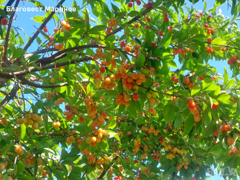 Дрян  дренки , снимка 1