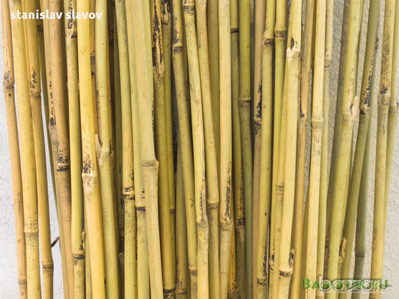 Бамбукови пръчки 210 см дължина, снимка 1