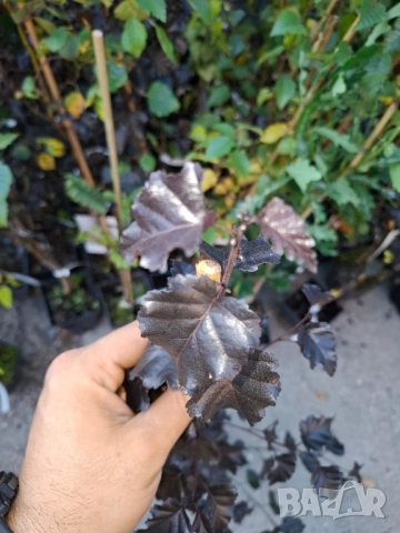 Червенолистна бреза в саксия , снимка 4 - Градински цветя и растения - 51862877