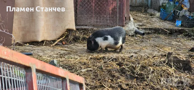 виетнамско прасе