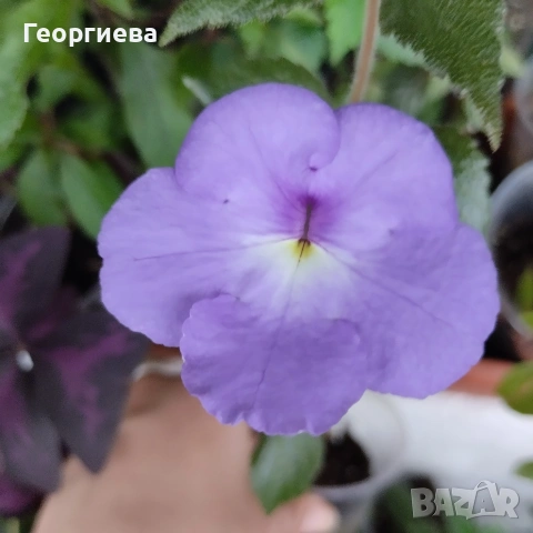 ахименес ризоми комплект , снимка 2 - Стайни растения - 53292597