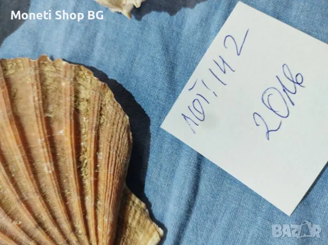 Океански дарове., снимка 6 - Други ценни предмети - 49015596