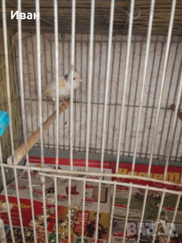 Мъжки канар , снимка 2 - Канари - 52524485