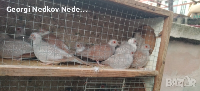 Продавам диамантени гугутки , снимка 5 - други­ - 52756216