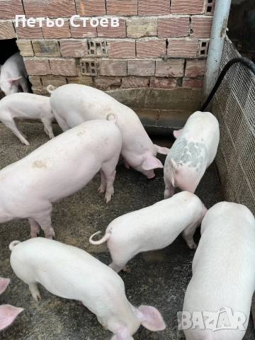 Продавам малки прасета, снимка 4 - Прасета - 52312199