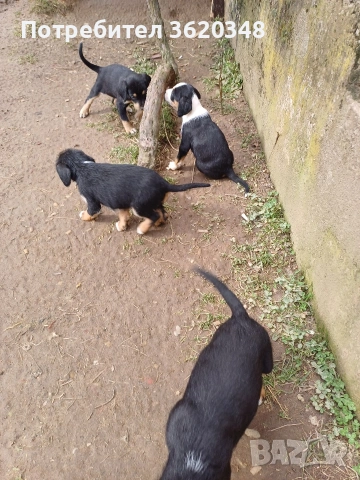 Ловни кучета, снимка 3 - Гонче - 53439326