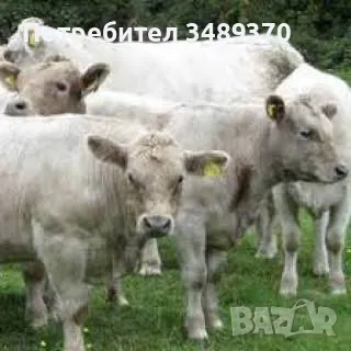 Търся съмишленици,съкооператори,акционери,инвеститори за създаване на промишлена ферма , снимка 4 - Продажба или споделяне на готов бизнес - 49588048