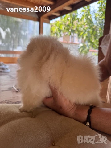 Померани , снимка 15 - Померан - 39236008