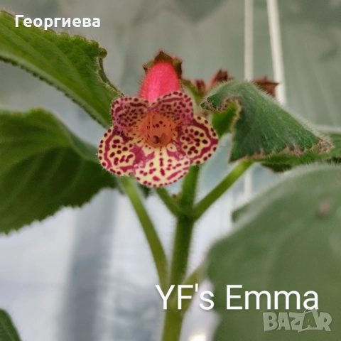 разменям ризоми от колерия, снимка 11 - Стайни растения - 52913679