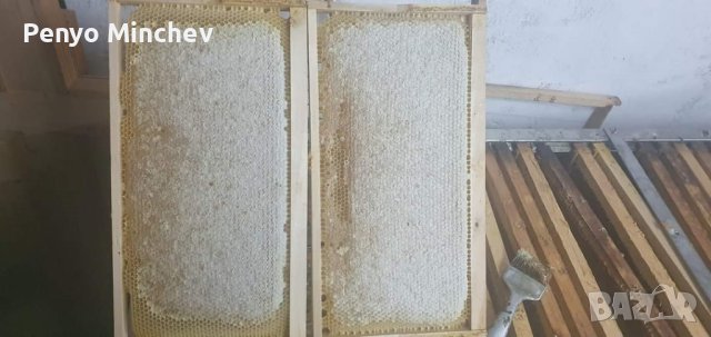 Пчелни семейства (малки) Отводка карника Carnica, снимка 11 - Други - 43328043