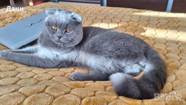 Красив клепоух  Шотландец за разплод , снимка 10 - Британска късокосместа - 40717423