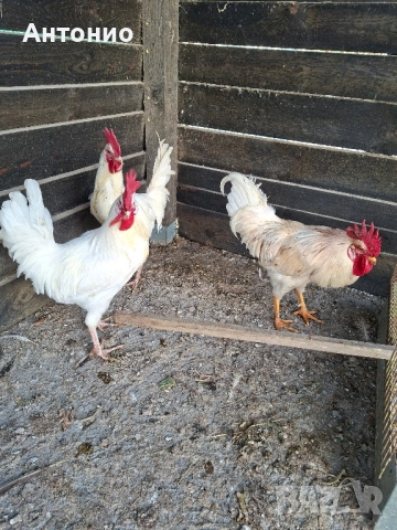 продавам петли , снимка 2 - Кокошки и пуйки - 52472095