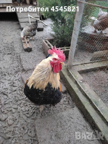 Катунски петли и кокошки , снимка 4 - други­ - 53485451