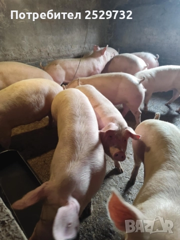 Продавам угоени прасета, снимка 2 - Прасета - 52643815