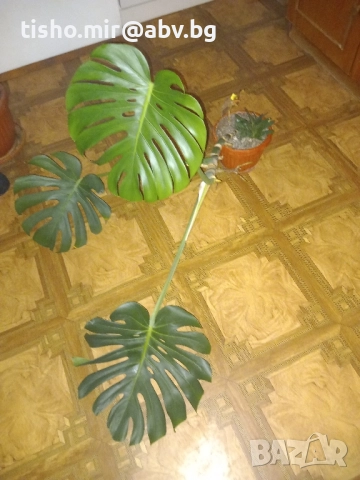 Филодендрон, снимка 6 - Стайни растения - 50517747