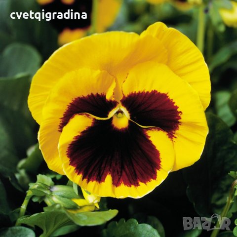 Viola Yellow blotch(Виола Жълто петно), снимка 2 - Градински цветя и растения - 43635430