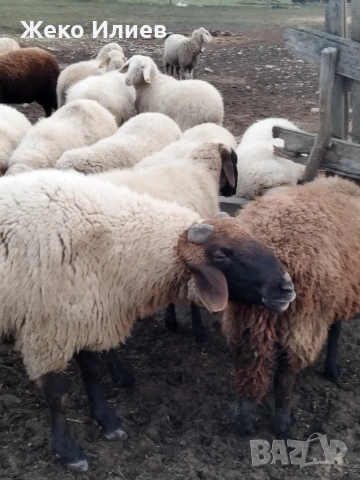 Продавам плевенски черноглав коч, снимка 2 - Овце - 53184637