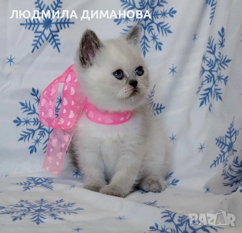 Персийско екзотично момиче. , снимка 8 - Персийска - 52883045